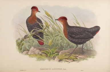 Crimson-headed Partridge